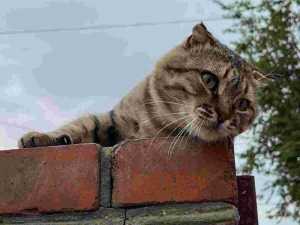 В Шахтах 26 июня можно будет стерилизовать животных за полцены