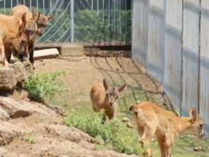 Пятеро малышей появились в зоопарке Ростова-на-Дону у дагестанских туров