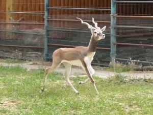 В зоопарке Ростова-на-Дону произошло пополнение коллекции животных