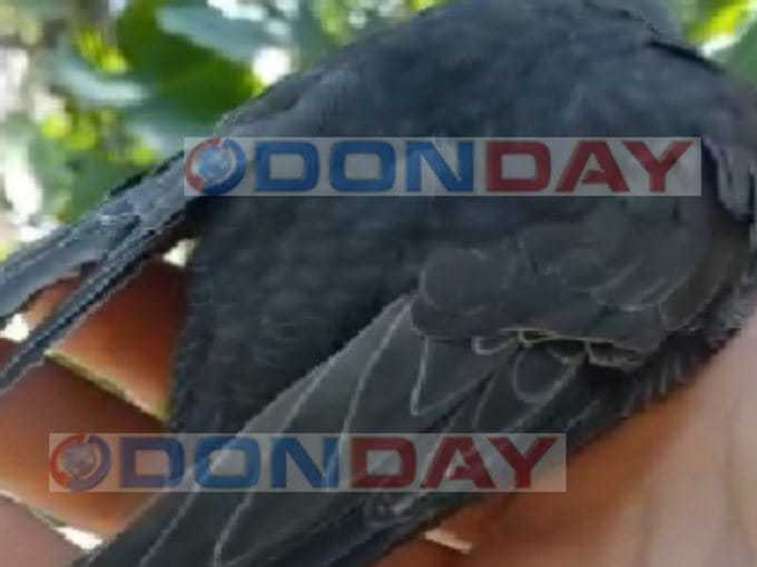 Зоозащитница Шахт спасла стрижа, упавшего на проезжую часть в центре города