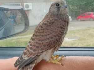 В Шахтах зоозащитники спасли пустельгу, которая не может летать