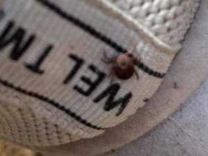 В Октябрьском районе Ростовской области обнаружили Крымскую геморрагическую лихорадку