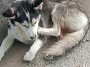 В Шахтах ветврачи борются за жизнь хаски с венерической саркомой на интимном месте