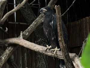 Орлан, который родился в парке птиц «Малинки» под Шахтами, совершил свой первый полёт