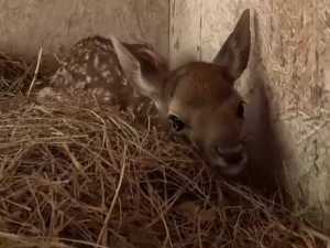 В Южном парке птиц, который находится под Шахтами, выбрали имя для детёныша оленей