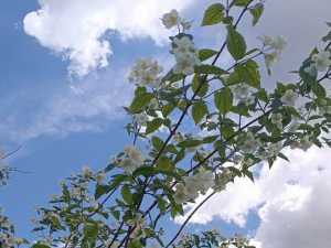 В Шахтах прогнозируют экстремально жаркие выходные