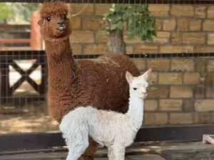 В парке "Лога" Каменского района Ростовской области родился малыш альпаки