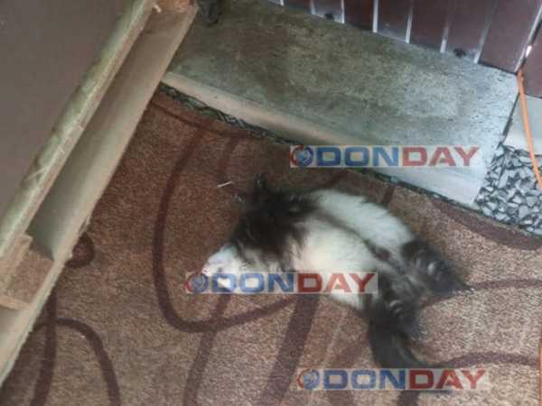 Ручной хорёк, подобранный в Шахтах в районе МЖК, нашёл свою настоящую хозяйку