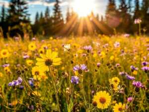 На предстоящей неделе в Шахтах снизится температура до +36 градусов