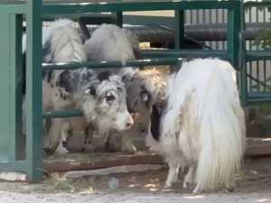 В семействе тибетских яков Ростовского зоопарка произошло пополнение