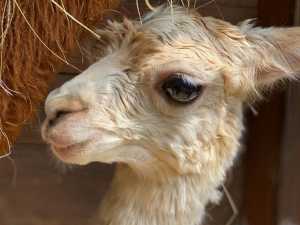 В парке «Лога» определили пол детёныша альпаки