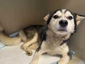 В Шахтах ветеринары спасли хаски, ампутировав ему половой орган из-за венерической саркомы