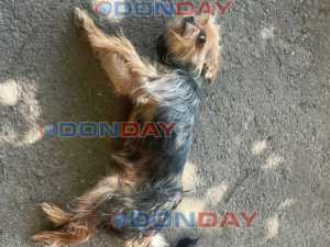 В городе Шахты зоозащитники спасают йорка, который оказался на грани жизни и смерти