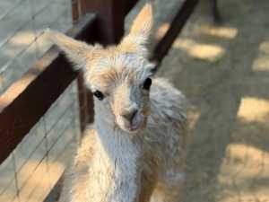 В парке «Лога» Ростовской области для альпаки выбрали необычное имя