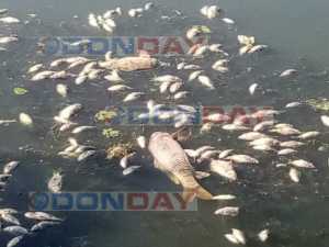 Эксперты из Министерства природных ресурсов подтвердили факт массового мора рыбы в Новошахтинске