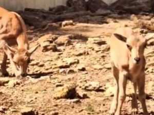 В Ростовском зоопарке произошло пополнение у гривистых баранов