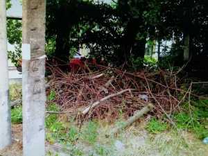 В центре города Шахты почти два месяца не убирают навал сухих веток