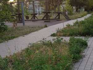 Парк в поселке Нежданная города Шахты зарастает амброзией