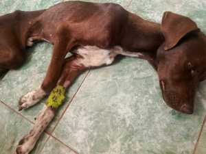 В Шахтах сбитого машиной пса ввели в искусственную кому, чтобы продлить ему жизнь