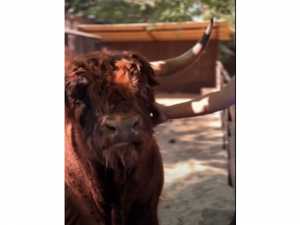 В парке «Лога» Ростовской области поселились длинношерстные коровы