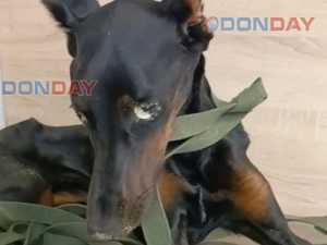 В Шахтах хозяева морили голодом добермана, а потом выбросили его в окно