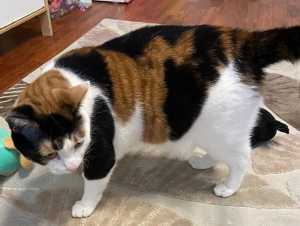 Жители Москвы потеряли любимую кошку на трассе М-4 "Дон" под Шахтами