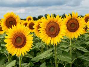 Жара в городе Шахты на выходных понемногу сойдет на нет