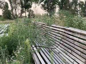 Артёмовский парк в Шахтах зарос травой и мусором