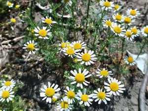 С новой недели от 11 августа в Шахтах установится солнечная погода с прохладными ночами