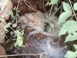 Зоозащитники спасли обессилевшего пса, упавшего в люк в посёлке ГРЭС Шахт