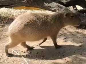 Романтическое путешествие: капибару из парка "Малинки" перевезли на время в Ростовский зоопарк к жениху