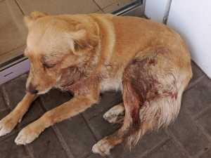 Питбуль напал на собаку в городе Шахты