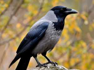 В Ростовской области открылся сезон охоты на серую ворону