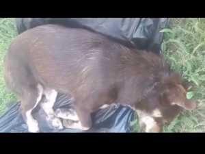 Пес дважды попал под колеса поезда в Шахтах