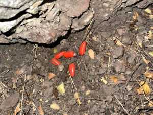 Житель Гуково задержан в Шахтах при попытке забрать наркотики из тайника