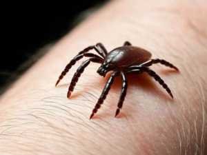 Шахты вошли в список городов с высоким числом укусов клещей