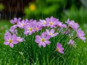 Первая неделя сентября в Шахтах начнется жарко, а закончиться прохладно