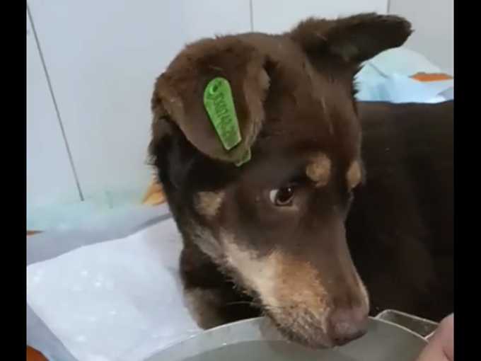 Волонтеры из Шахт спасли дважды сбитого поездом пса