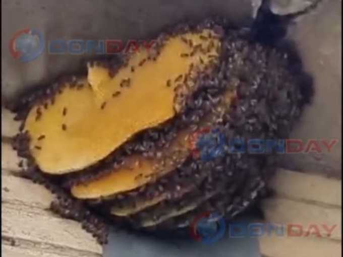 Пчелиный улей появился под крышей здания детской школы искусств в городе Шахты