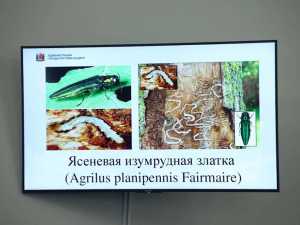 В администрации Ростова обсудили меры борьбы с насекомым-вредителем ясеневой златкой