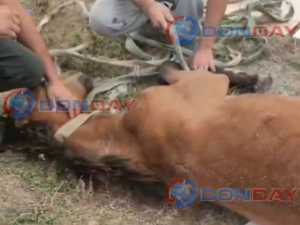 Волонтеры из Шахт спасли двух лошадей с тяжелыми травмами в Октябрьском районе