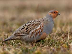 На Дону объявлен сезон охоты на серую куропатку