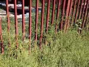 Кусты амброзии разрослись возле Александровского парка в городе Шахты