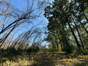 В Ростове специалисты оценивают масштабы поражения ясеня вредителем златкой