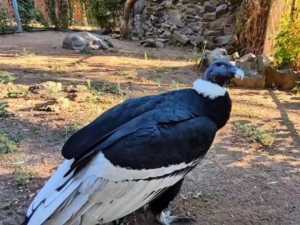 Ростовский зоопарк пополнился редкой птицей, привезенной из Москвы