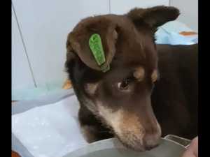 Волонтеры из Шахт спасли дважды сбитого поездом пса