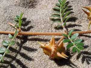 В Ростовской области распространился колючий сорняк, прокалывающий велосипедные шины