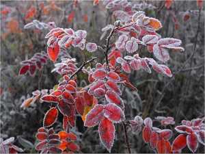 На Дону объявлено экстренное предупреждение из-за заморозков