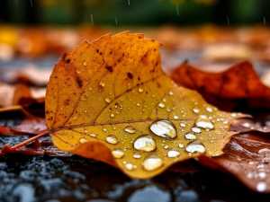 В Шахтах к концу недели пойдут дожди и снизится температура