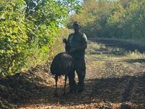 Страус эму совершил побег из парка «Малинки» в Ростовской области